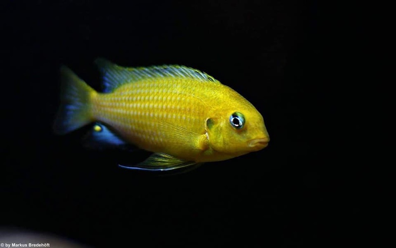 Tropheops macrophthalmus 'Lumbira'